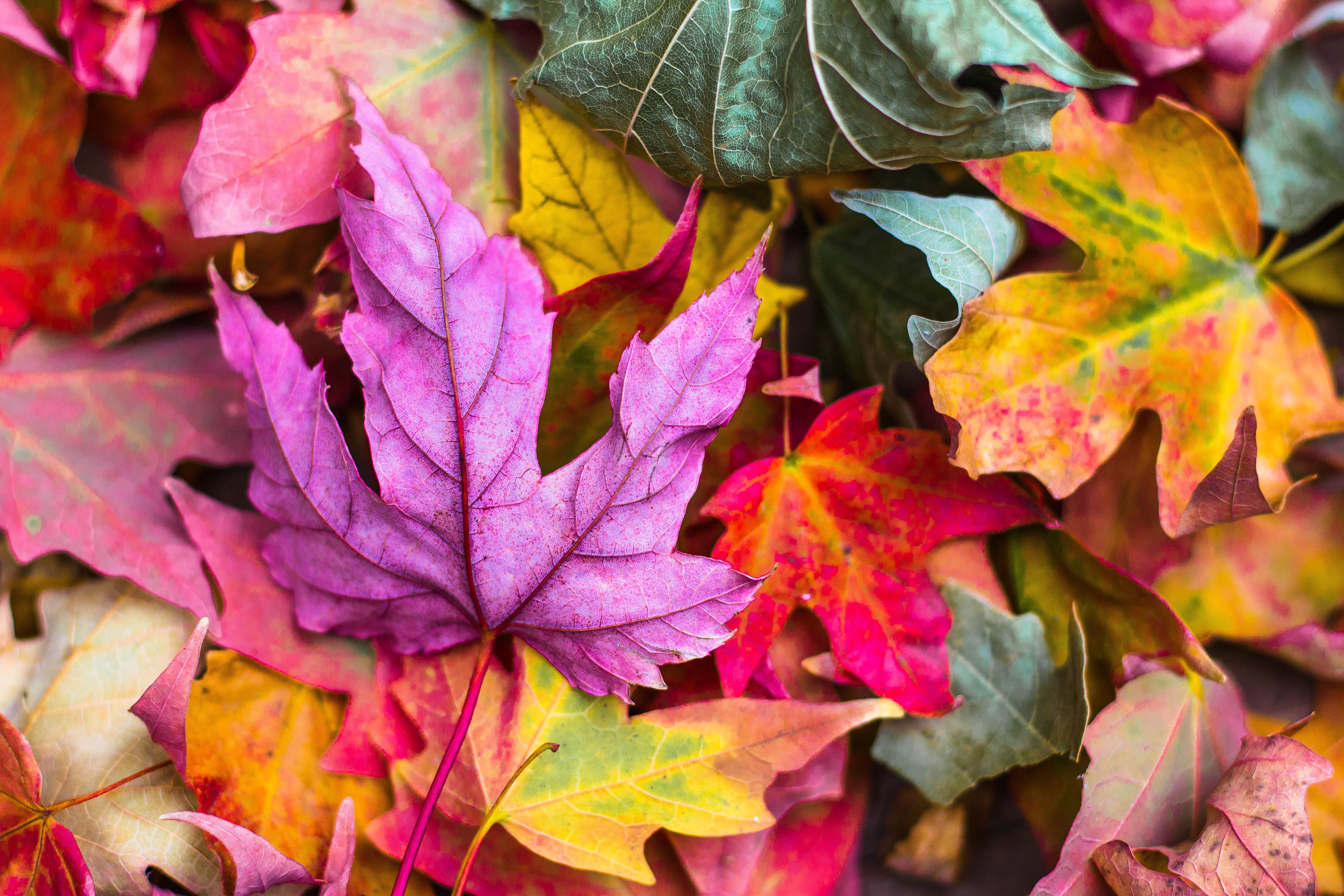 Foliage Report Sept 29| Fall Foliage in the Adirondacks